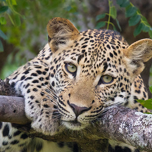 leopard-small