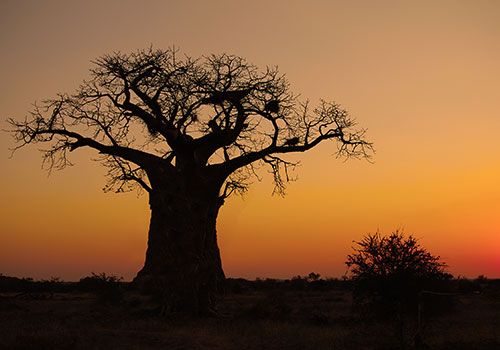Baobab-sunset-Web-20